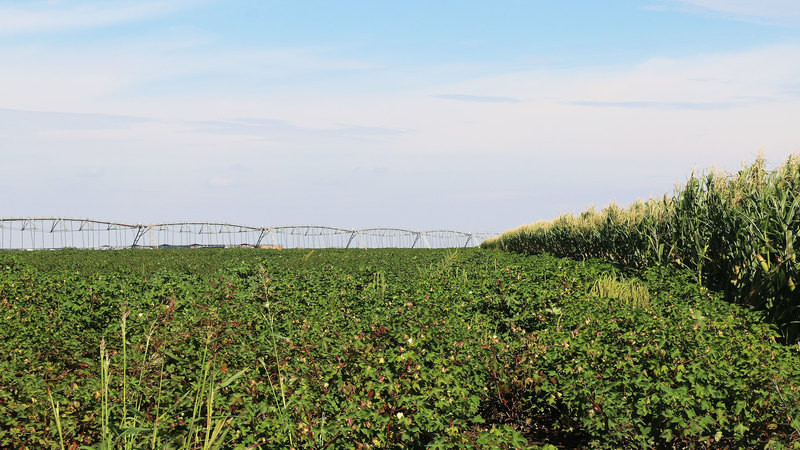 Bailey County Pool Farm
